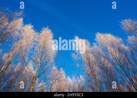 Äste von Bäumen bedeckt mit Frost auf einem Hintergrund von blauem Himmel Stockfoto