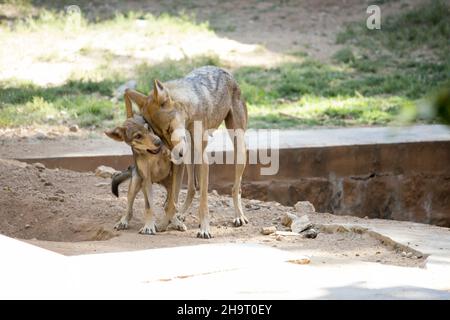 Nahaufnahme des goldenen Schakals mit seinem Welpen. Canis aureus, wolf-ähnliche Hunde. Stockfoto