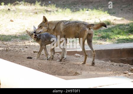 Nahaufnahme des goldenen Schakals mit seinem Welpen. Canis aureus, wolf-ähnliche Hunde. Stockfoto