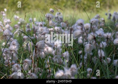 Eriophorum, Baumwollgraspflanzen auf der Wiese Stockfoto