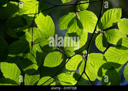 Buche, Rot-Buche, Rotbuche, Fagus sylvatica, Blätter, Blatt, Blattdach, Blattwerk, Buchenblatt, Buchenblätter, Buche, Buche, Blatt, Blätter Stockfoto