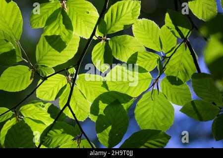 Buche, Rot-Buche, Rotbuche, Fagus sylvatica, Blätter, Blatt, Blattdach, Blattwerk, Buchenblatt, Buchenblätter, Buche, Buche, Blatt, Blätter Stockfoto