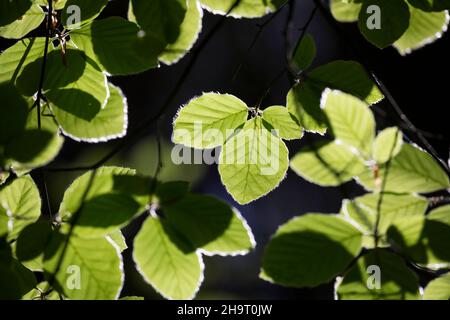 Buche, Rot-Buche, Rotbuche, Fagus sylvatica, Blätter, Blatt, Blattdach, Blattwerk, Buchenblatt, Buchenblätter, Buche, Buche, Blatt, Blätter Stockfoto