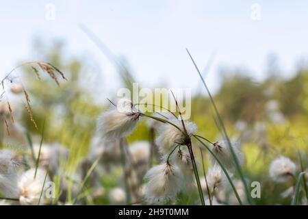 Eriophorum, Baumwollgraspflanzen auf der Wiese Stockfoto