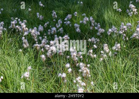 Eriophorum, Baumwollgraspflanzen auf der Wiese Stockfoto