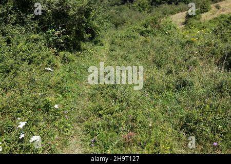 Blick auf die Landschaft entlang der Via Francigena, Italien Stockfoto