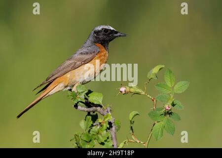 Rotkängurus (Phoenicurus phoenicurus), Seitenansicht eines erwachsenen Mannes, der auf einem Ast thront, Kampanien, Italien Stockfoto