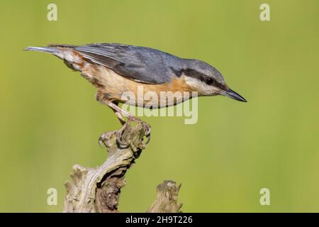 Eurasischen Kleiber (Sitta europaea) Stockfoto