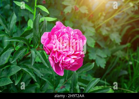 Leuchtend rosa blühende Pfingstrosen-Blüten auf grünem Blatthintergrund im Frühjahr. Stockfoto