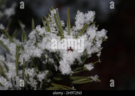 Nahaufnahme des frisch gefallenen Schnees auf einem Kiefernzweig mit schneebedeckten Nadeln und einem verschwommenen Hintergrund. Stockfoto