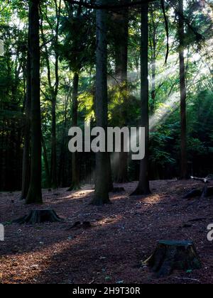 Sonnenstrahlen, die durch Kiefern scheinen, Forest of Bere, Fareham, Hampshire, Großbritannien Stockfoto