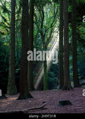 Sonnenstrahlen, die durch Kiefern scheinen, Forest of Bere, Fareham, Hampshire, Großbritannien Stockfoto