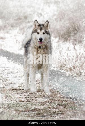 Alaskan Malamute im Schnee, Großbritannien Stockfoto