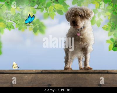 Kleiner weißer, spärliche Hund, (Fotomanipulation) Stockfoto