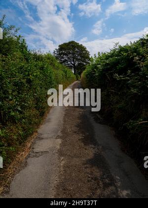 Eingleisige Landstraße mit hohen Hecken, Devon, Großbritannien Stockfoto