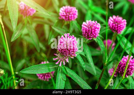 Nahaufnahme der wild blühenden rosa und roten Kleeblätter (Trifolium pratense) Blume auf grünen Blättern Hintergrund auf der Wiese im Sommer. Fotos mit weichem selektivem Fokus Stockfoto
