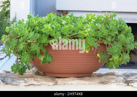 Sukkulenten Pflanzen in großen Topf im Hof. Sukulente Pflanze für die Landschaftsgestaltung. Aeonium lindleyi Pflanze. Pflanzen für Haus. Stockfoto