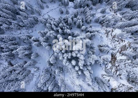 Schneebedeckte Tannenbäume im Winter - Blick von oben Stockfoto