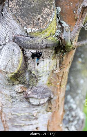 Eine wunderschöne blaue Holzbiene arbeitet am Stamm eines alten Baumes. Stockfoto