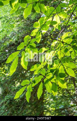 Hinterleuchtete Blätter von Edelkastanie im Forest of Dean in der Nähe von Soudley, Gloucestershire, Großbritannien Stockfoto