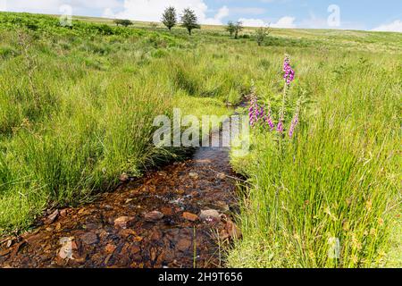 Füchshandschuhe blühen neben Chetsford Water, einem Bach im Exmoor National Park in der Nähe von Exford, Somerset, Großbritannien Stockfoto