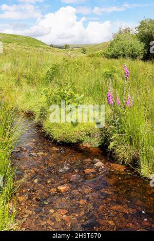 Füchshandschuhe blühen neben Chetsford Water, einem Bach im Exmoor National Park in der Nähe von Exford, Somerset, Großbritannien Stockfoto