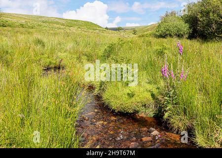 Füchshandschuhe blühen neben Chetsford Water, einem Bach im Exmoor National Park in der Nähe von Exford, Somerset, Großbritannien Stockfoto