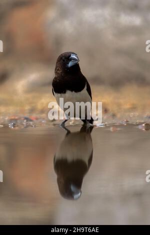 Weiß rumpelte Munia Vogel Gating Dusche im Sommer Tag Stockfoto