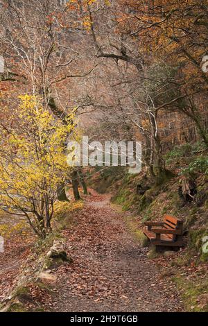 Niedrige Holzbank, in Wasdale, Cumbria, Großbritannien Stockfoto