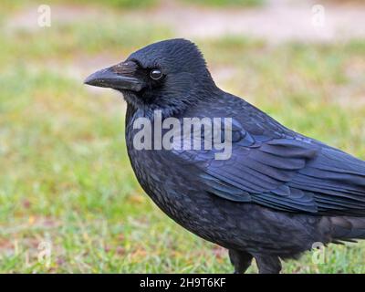 Aas Crow Corvus Corone in Meadow Fütterung Norfolk UK Stockfoto