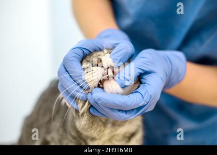 Tierarzt untersucht die Zähne einer Katze Stockfoto