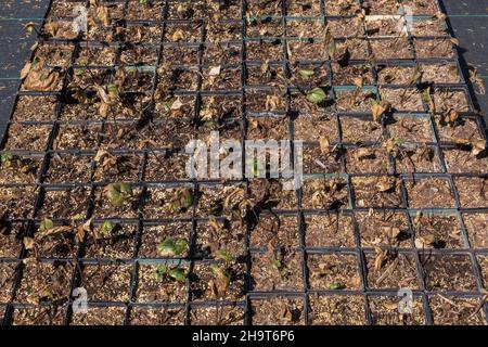 Reihen von schwarzen Kunststoffbehältern mit aufkommenden Setzlingen im Freien im Frühjahr Stockfoto