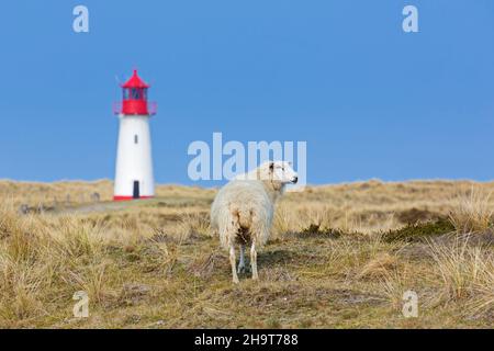 Schafe vor dem rot-weißen Leuchtturm List-West in den Dünen auf der Insel Sylt, Nordfriesland, Schleswig-Holstein, Deutschland Stockfoto