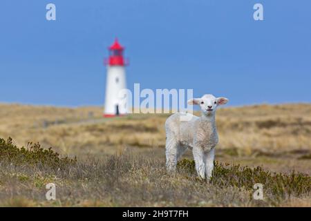 Schaflamm vor dem rot-weißen Leuchtturm List-West in den Dünen auf der Insel Sylt, Nordfriesland, Schleswig-Holstein, Deutschland Stockfoto