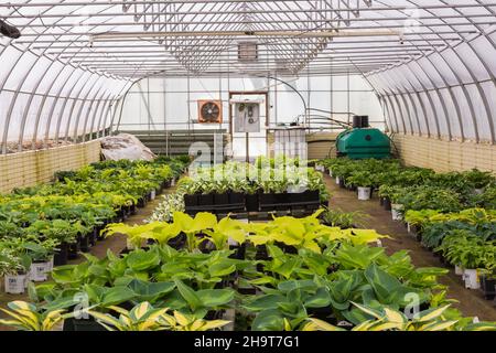 Gemischte Hosta - Karpfensilienpflanzen, die im Frühjahr in Containern in einem Gewächshaus wachsen Stockfoto