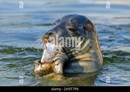 Nahaufnahme von Graurobben / Graurobben (Halichoerus grypus), die europäische Scholle (Pleuronectes platessa) im Meer fressen Stockfoto