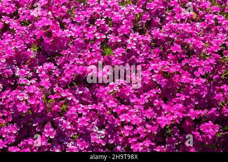 Pink lila blühender Phlox im Rahmen im Frühjahr. Stockfoto