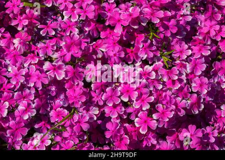 Pink lila blühender Phlox im Rahmen im Frühjahr. Stockfoto