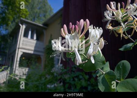 Geißblatt, Lonicera Periclymenum, Blumen Stockfoto