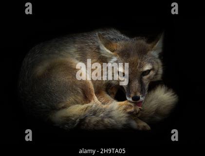 Polar Fox entspannt im Zoo im Sommer in deutschland Stockfoto