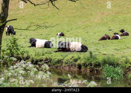Belted Galloway Cows loying down, Wolfscote Dale on the Staffordshire, Derbyshire Border, Peak District National Park, England, UK Stockfoto
