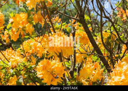 Rhododendron 'Golden Lights' - Azaleen-Strauch mit gelb-orangen Blüten im Frühling. Stockfoto