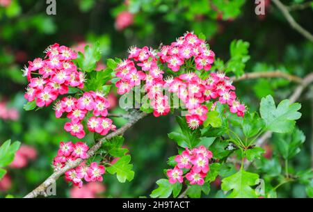 Die roten und weißen Blüten oder Blüten eines englischen Red Hawthorn (Crataegus) Buschs oder Baumes, Staffordshire, England, Großbritannien Stockfoto