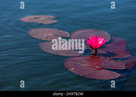 Rosa Lotusblume Oder Wasserlilie Schwimmend Auf Dem Wasser Stockfoto