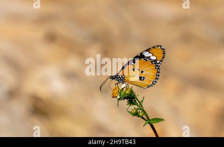 Großer orangefarbener Schmetterling auf der Blüte, Danaus chrysippus Stockfoto