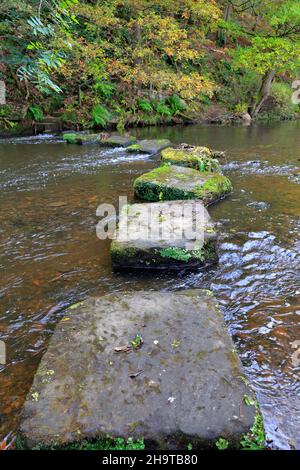 Trittsteine über den Fluss Don bei Thurgoland in der Nähe von Barnsley, South Yorkshire, England, Großbritannien. Stockfoto