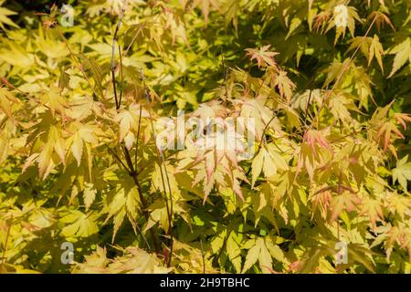 Acer palmatum 'Orange Dream' - Japanischer Ahornbaum im Frühling. Stockfoto