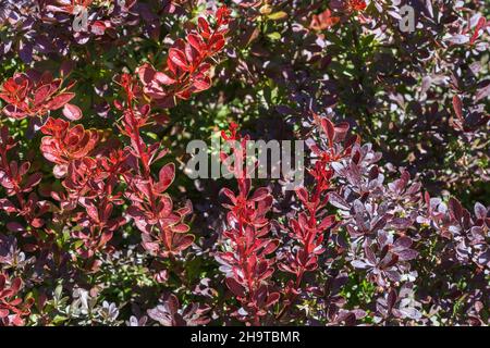 Berberis thunbergii 'Golden Ring' - Japanischer Berberbeerstrauch im Frühling Stockfoto