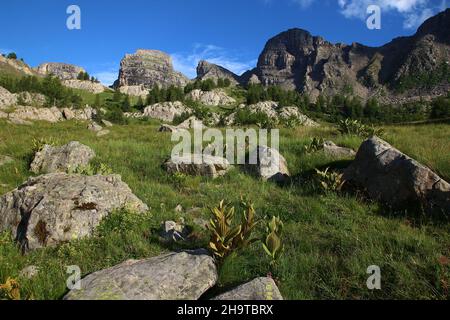 Vegetation und Felsen am Ufer des Lac d'Allos (Mercantour Park, Alpes-de-Haute-Provence, Frankreich) an einem späten Julinachmittag. Stockfoto