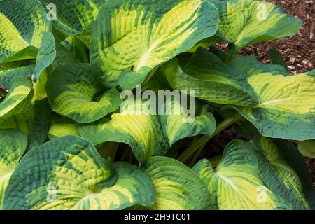 Hosta 'Great Expectations' - Karpfenlilie, die im Kinderzimmer vertuschert wächst. Stockfoto